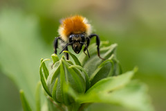 Le petit peuple du pollen - Photo of Gaujac