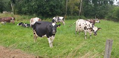 Cows - Photo of Antrain
