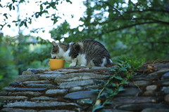 The breakfeast for the cat - Photo of Saint-Martin-de-Lansuscle