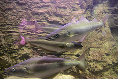 Aquarium - Photo of Belleville-sur-Mer