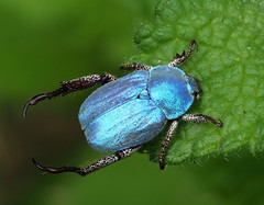 Hoplie bleue (Hoplia coerulea), Le Collet-de-Dèze, Lozère - Photo of Saint-Martin-de-Boubaux