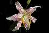 Photo：Lilium speciosum var. clivorum '_200902' S.Abe & Tamura, Lily Year-Book 22: 61 (1980 publ. 1981) By Motohiro Sunouchi