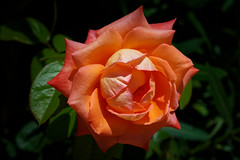 Rose - Photo of Vestric-et-Candiac