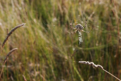 Spider - Photo of Générac