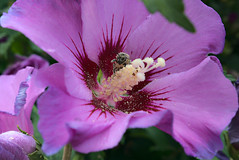 Althéa et abeille - Photo of Le Mesnil-Hardray