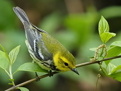 Black-throated green Warbler - Forest Park, New York, USA