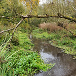 River Loddon near to Upper Mill
