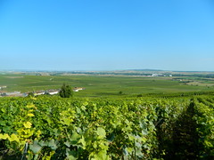 Vineyards - Photo of Prosnes
