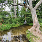 The Rope swing near Piggy Dam and Lower Mill