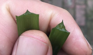 angled onion leaf (left) and flower stems broken
