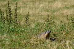 Marmotte - Photo of Orcières