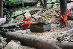 Ibis rouge et spatule blanche