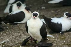 Oiseau - Photo of Vironvay