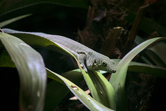 Gecko diurne de standing - Photo of Bacqueville