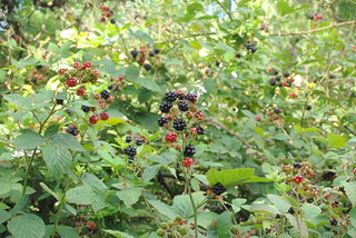 blackberry patch