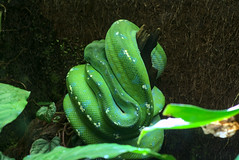 Serpent - Photo of Bacqueville