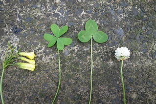 Oxalis (left) and white clover (right)
