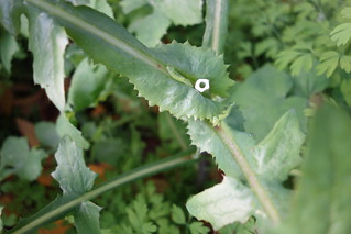 hollow milky stems of sow thistle