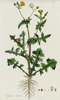 sow thistle (Sonchus oleracus)
