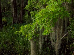 Cypress leaves