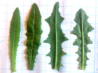 wild lettuce leaves (young, left, to older, right)