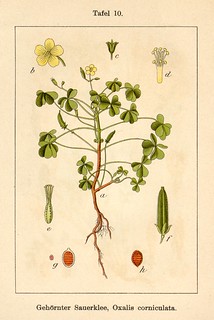 Wood sorrel (Oxalis corniculata)