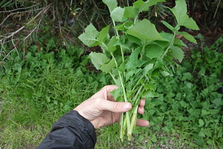 a harvest of sow thistle ready to cook