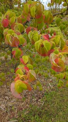 Prunus armeniaca ? - Photo of Les Choux
