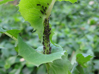 Look out for aphids on sow thistle
