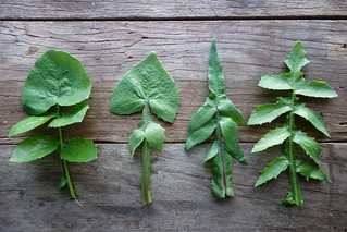 sow thistle leaves (younger, left, to older, right)