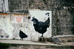 Les poules du Papa Poule - Photo of Daoulas