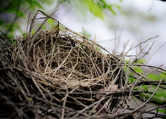 Bird's Nest 2