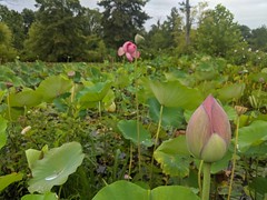 Water lilies at Kenilworth aquatic gardens