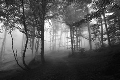 brouillard et forêt