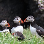 The Puffin Family by Kenny Reddington