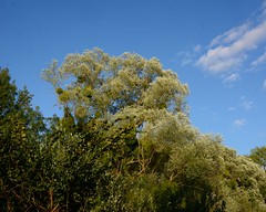 Saule blanc (Salix sp., salicacée)