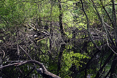 Mysterious wetland forest
