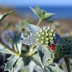Coccinelle de Mer - Sea Ladybird - Photo of Brem-sur-Mer