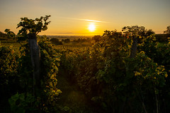 the sun rises over the vines