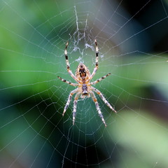 espèce d'araignée aranéomorphe de la famille des Araneidae - Photo of Rivière