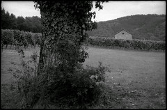 Dans les vignes - Photo of Carnac-Rouffiac