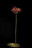 Photo：Lycoris radiata 'Ehime Bijin - 愛媛美人' (L'Hér.) Herb., Bot. Mag. 47: t. 2113, p. 5 (1819). By Motohiro Sunouchi