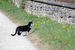Chat - Photo of Sennecey-le-Grand