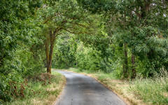 Road and trees