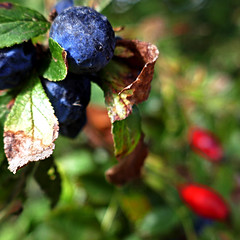 Fruits d-automne - Photo of Pruillé
