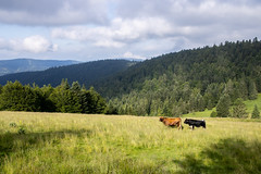 cows under the sun - Photo of Saulxures-sur-Moselotte