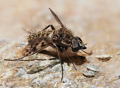 Cyllenia rustica (Bombyliidae), Le Collet-de-Dèze, Lozère, France - Photo of Le Collet-de-Dèze