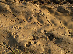 footprint - Photo of Wintzenheim-Kochersberg