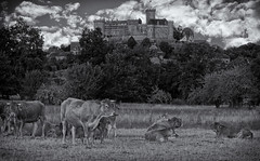 Cattle with Castle - Photo of Saint-Vincent-du-Pendit