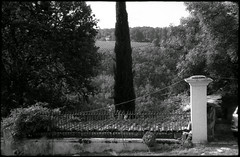 Cyprès - Photo of Carnac-Rouffiac